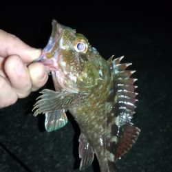 チニングのはずが