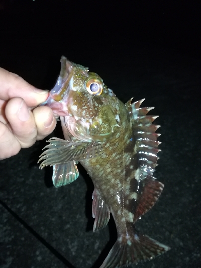 チニングのはずが