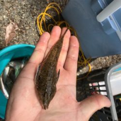 里帰りついでにアオリ&キス