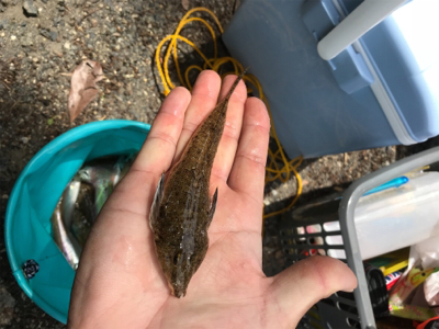 里帰りついでにアオリ&キス