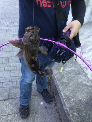 良型ガシラ入れ食い