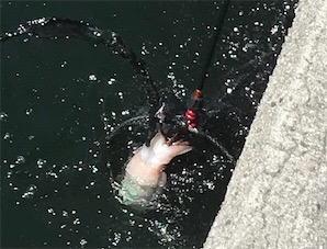 わいわいエギング