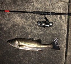 まだまだバチシーバス