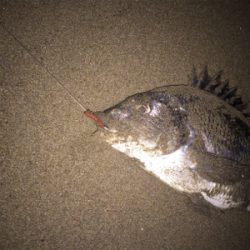 フラットフィッシュのナイトゲーム