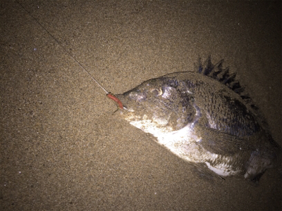 フラットフィッシュのナイトゲーム