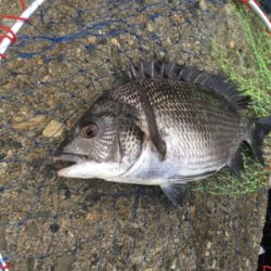 夕マヅメにテトラへ