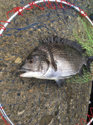 夕マヅメにテトラへ