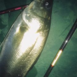 バチシーバス！