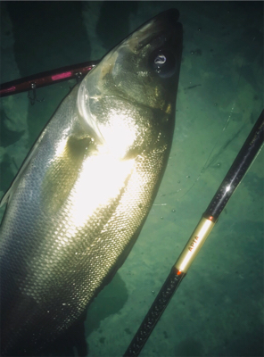 バチシーバス！