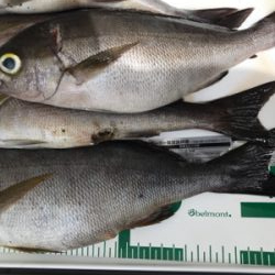 鵜来島 沖磯フカセ