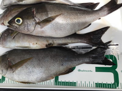 鵜来島 沖磯フカセ