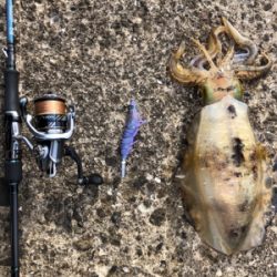 春イカエギング