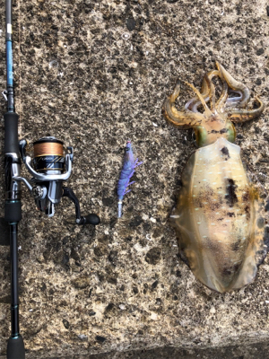 春イカエギング