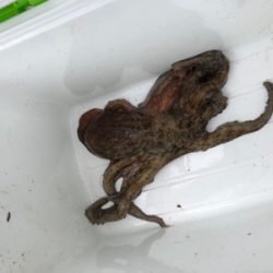 オクトパッシング