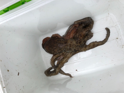 オクトパッシング