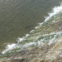 朝一地震前に爆釣