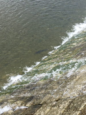 朝一地震前に爆釣