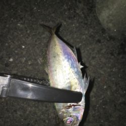 夜はライトゲーム