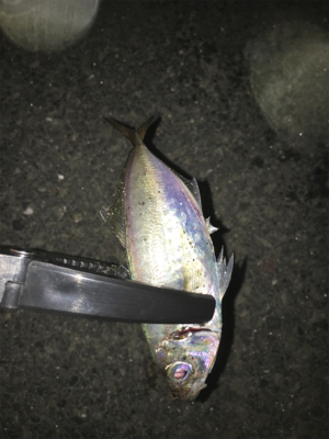 夜はライトゲーム