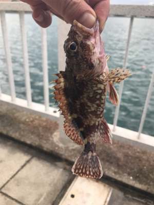 ジグサビキ恐るべし！