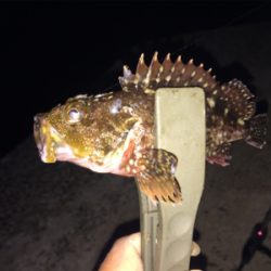 ナイトアジング