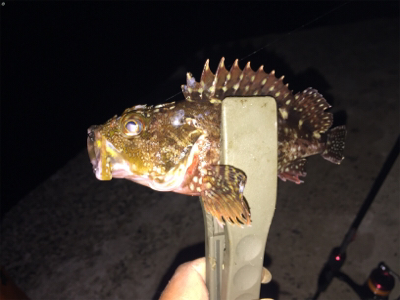 ナイトアジング