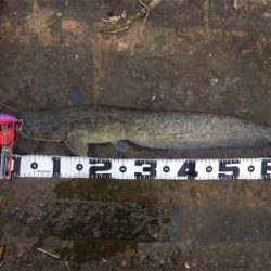 デイナマズゲーム