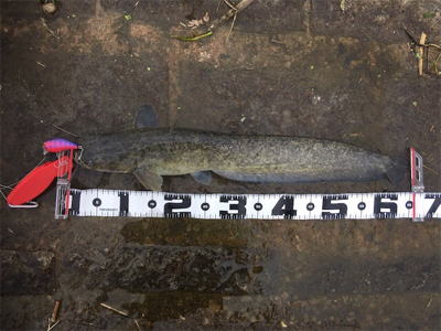 デイナマズゲーム