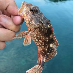 エギングのつもりが…。