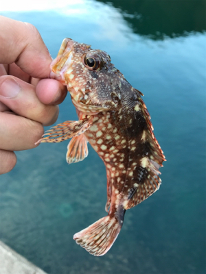 エギングのつもりが…。