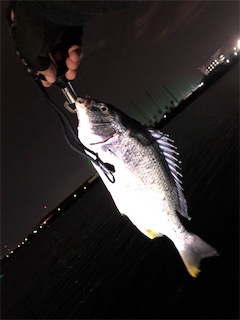 武庫川チニング