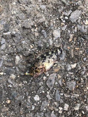 サビキ釣りで大漁