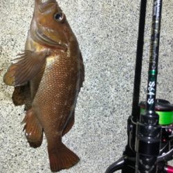 ライトゲームのちイカ