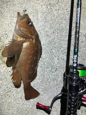 ライトゲームのちイカ