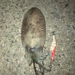 アオリイカ キロアップ