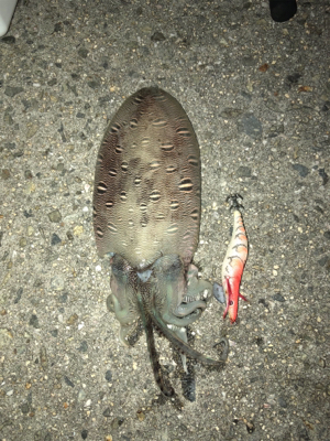 アオリイカ キロアップ