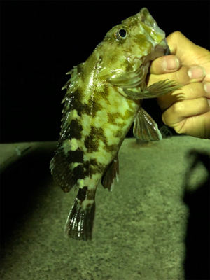 デカすぎびっくり