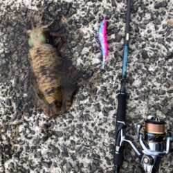 春イカエギング