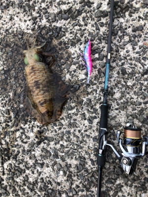 春イカエギング