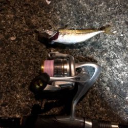 小雨の中アジング