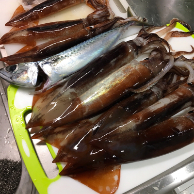 横須賀沖でスルメイカ