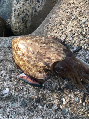 ターゲット違い