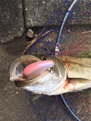 今日は高活性！