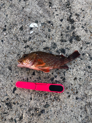 ライトゲーム ロックフィッシュ