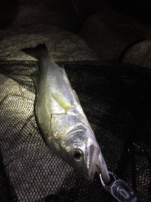 キビレ×シーバス×マチヌ