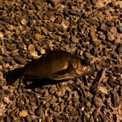 メバル釣れました