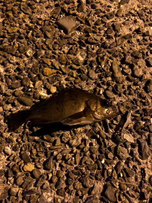 メバル釣れました