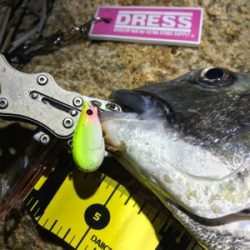 ギリギリ年無し