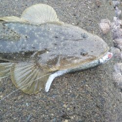 阿南市の辰巳でマゴチ