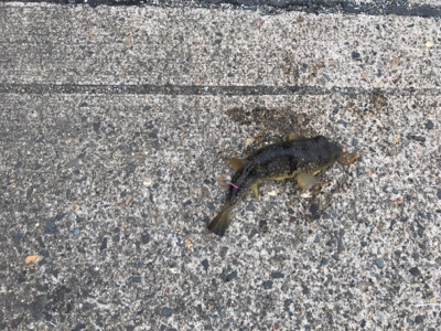 夜釣りでサビキとシーバス